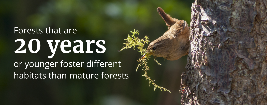 Forests that are 20 years old or younger foster different habitats than mature forests
