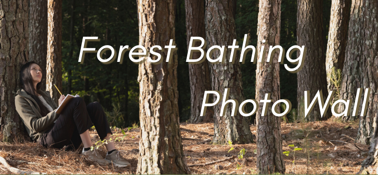 Forest Bathing Photo Wall