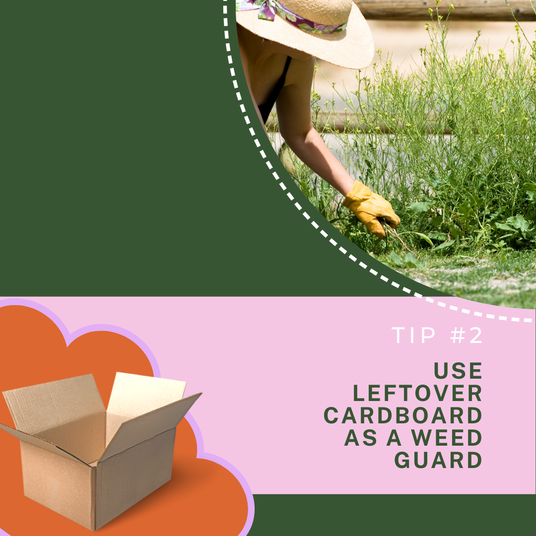 cardboard weed guard