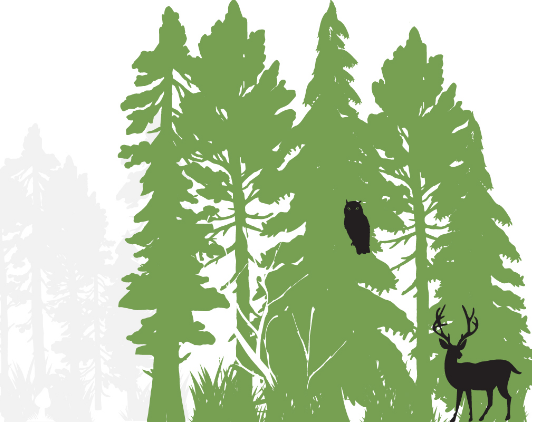 A mature forest with a deer and owl