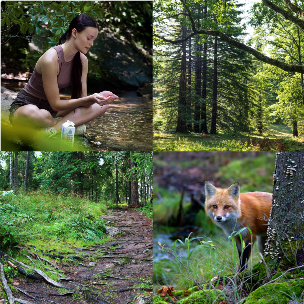 Collage of forest images