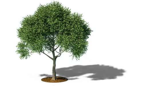 Fully grown tree