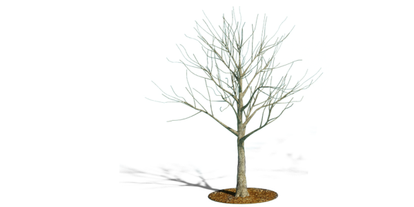 Young tree