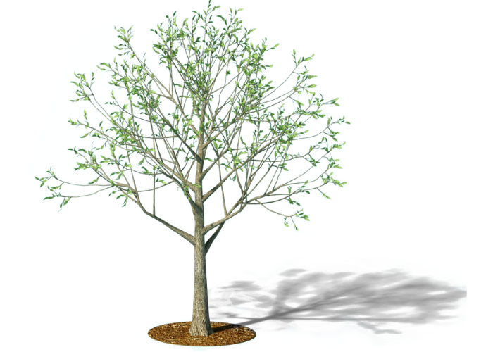 Mid-sized tree