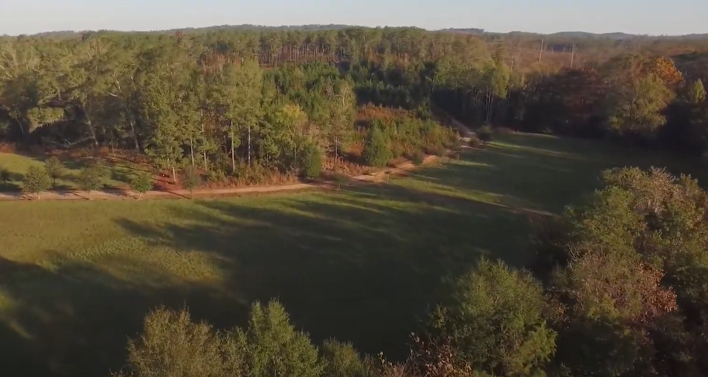 Overhead shot of forest land