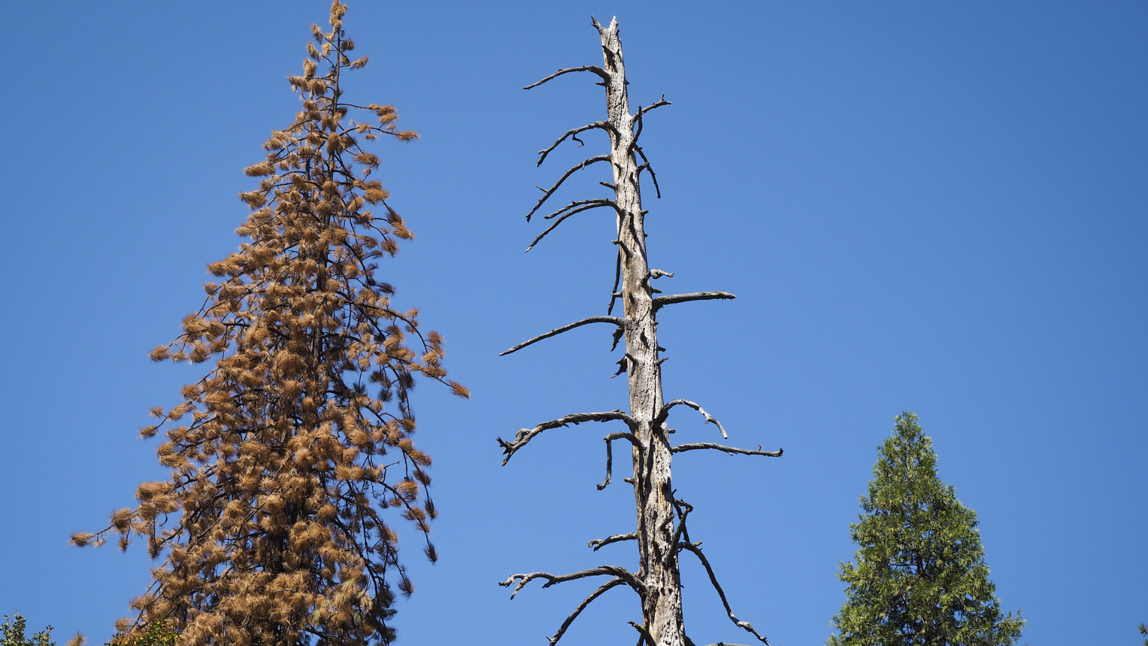 Trees in different health versions