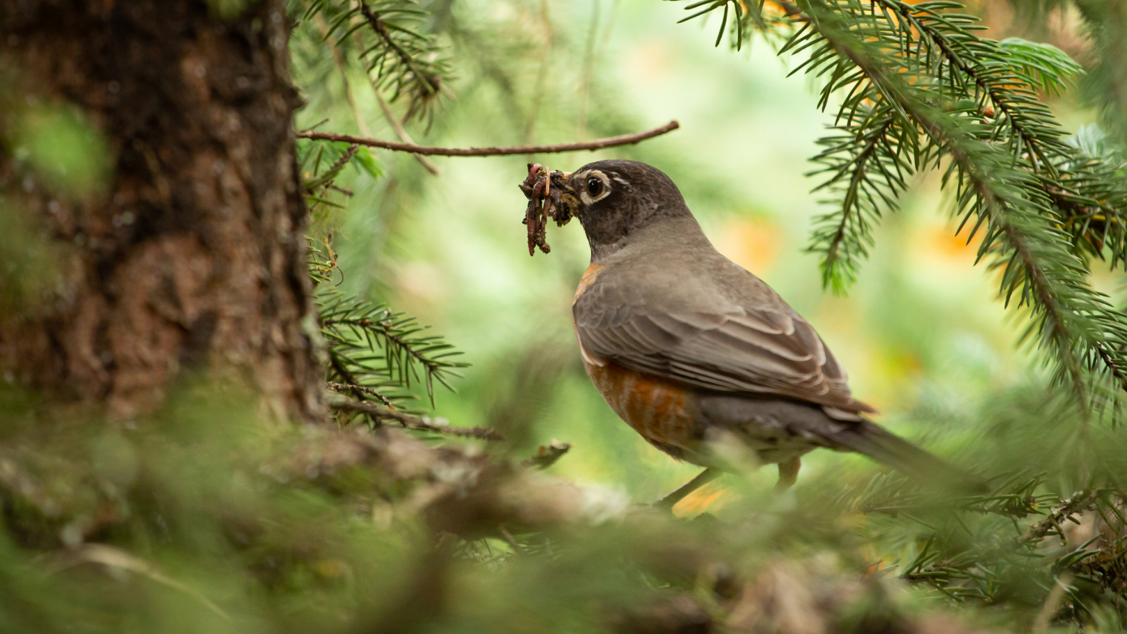 Bird in a tree