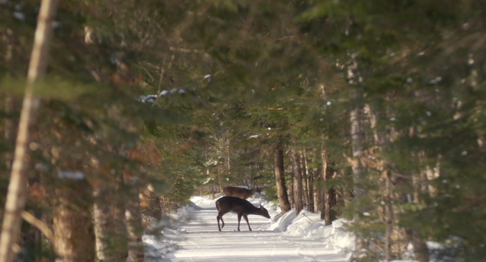 White Tail Deer thriving in a Maine forest