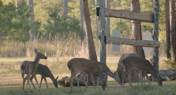 deer eating grass