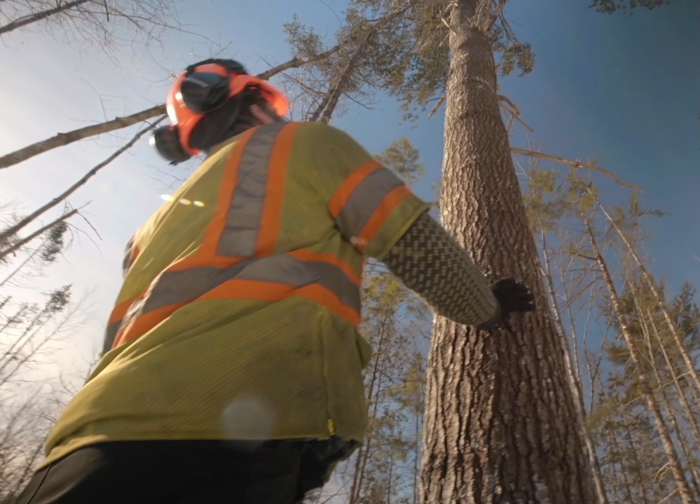 Maine forester examining a tree