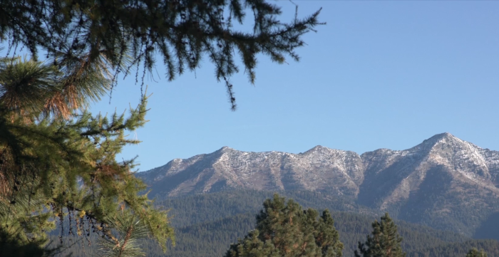 Shot of mountains and pine trees
