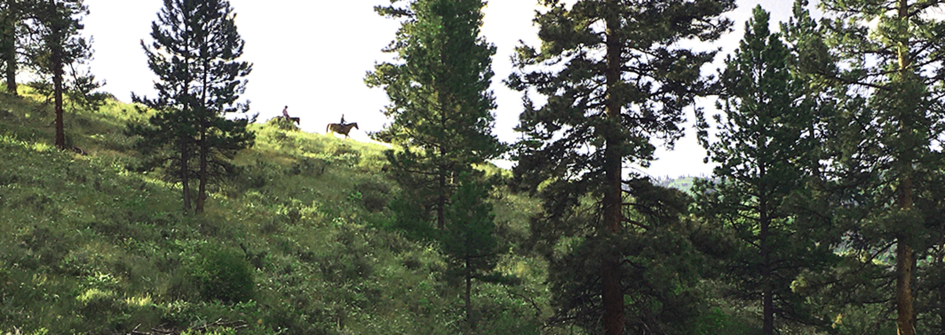 Horseback Riding in Forest