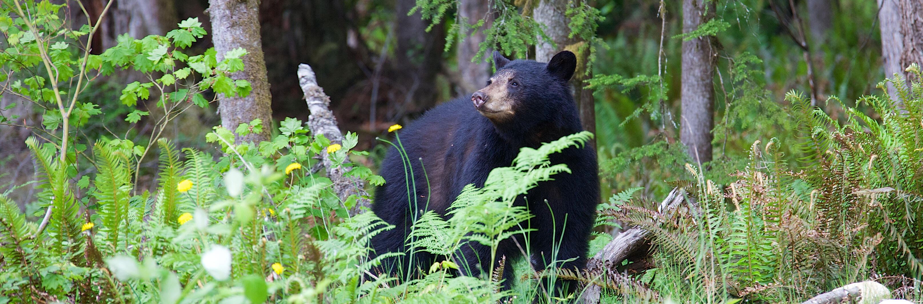 Black bear