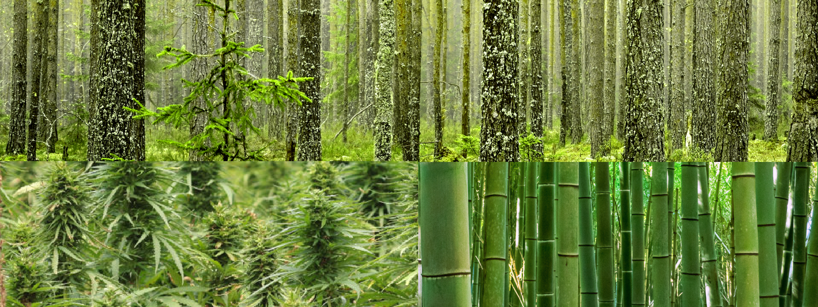 Bamboo, Hemp and Trees