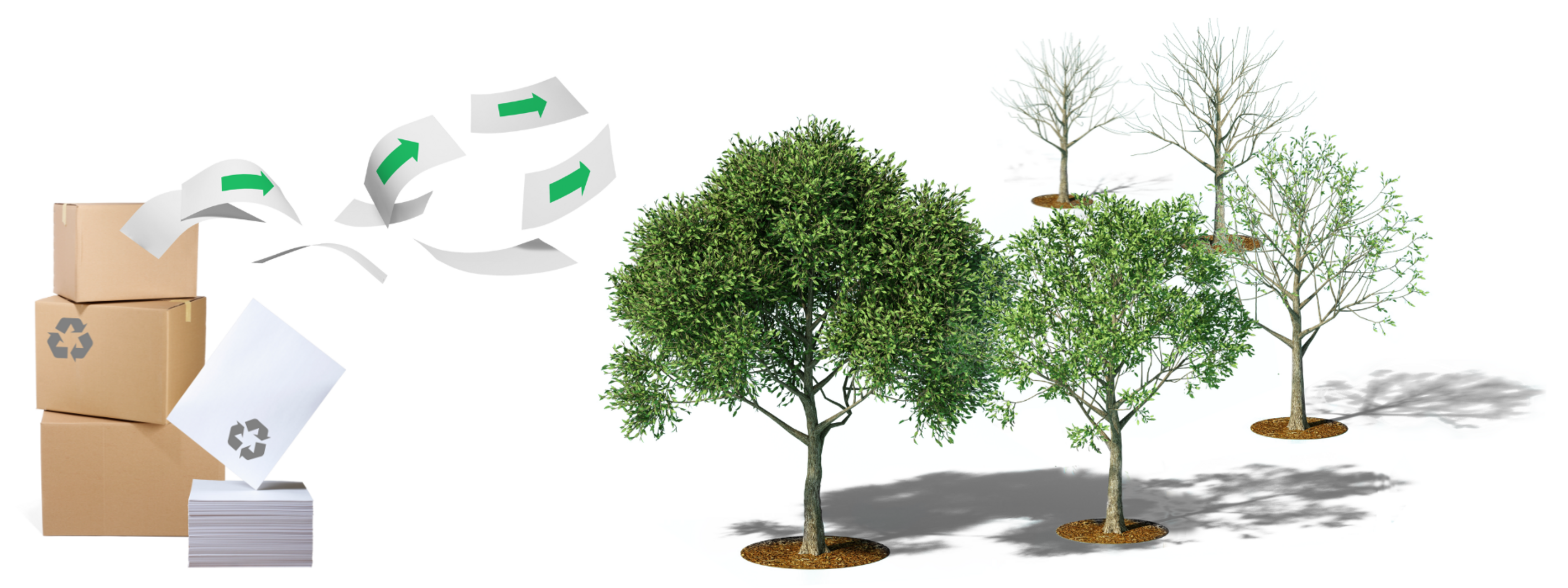 Paper products and trees of all ages