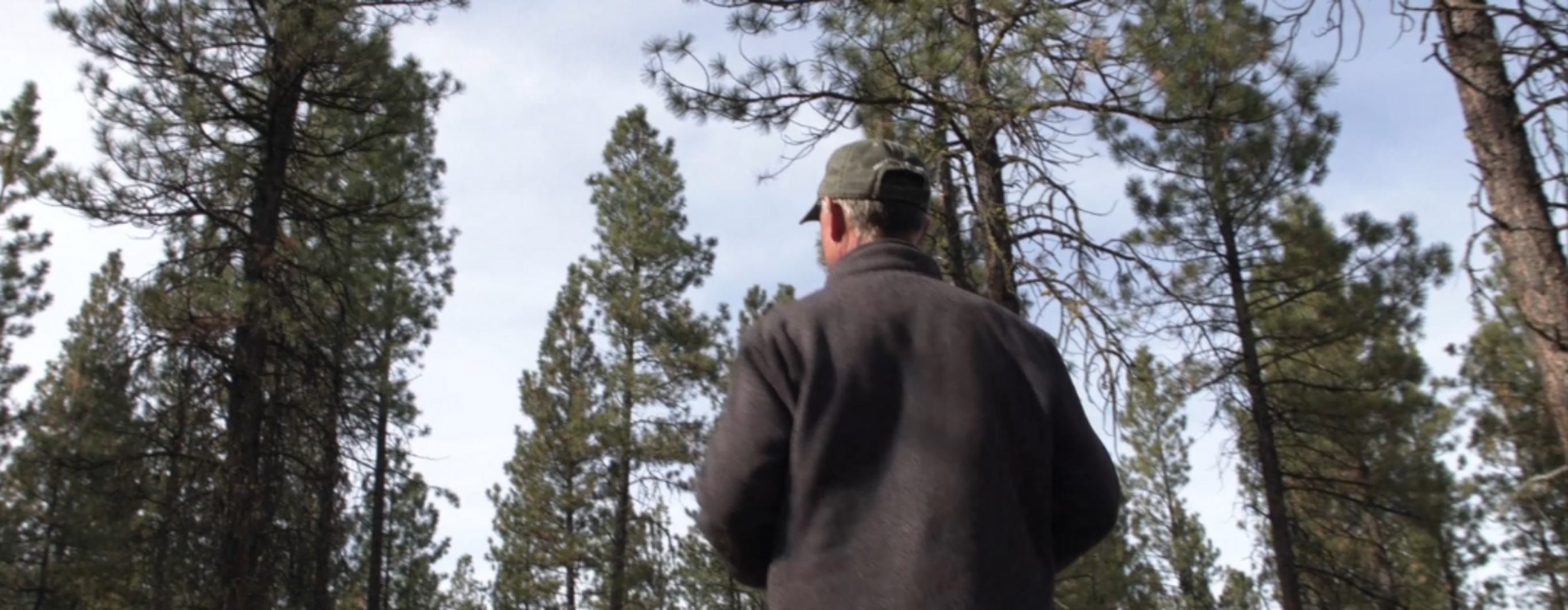 Man looking up into trees