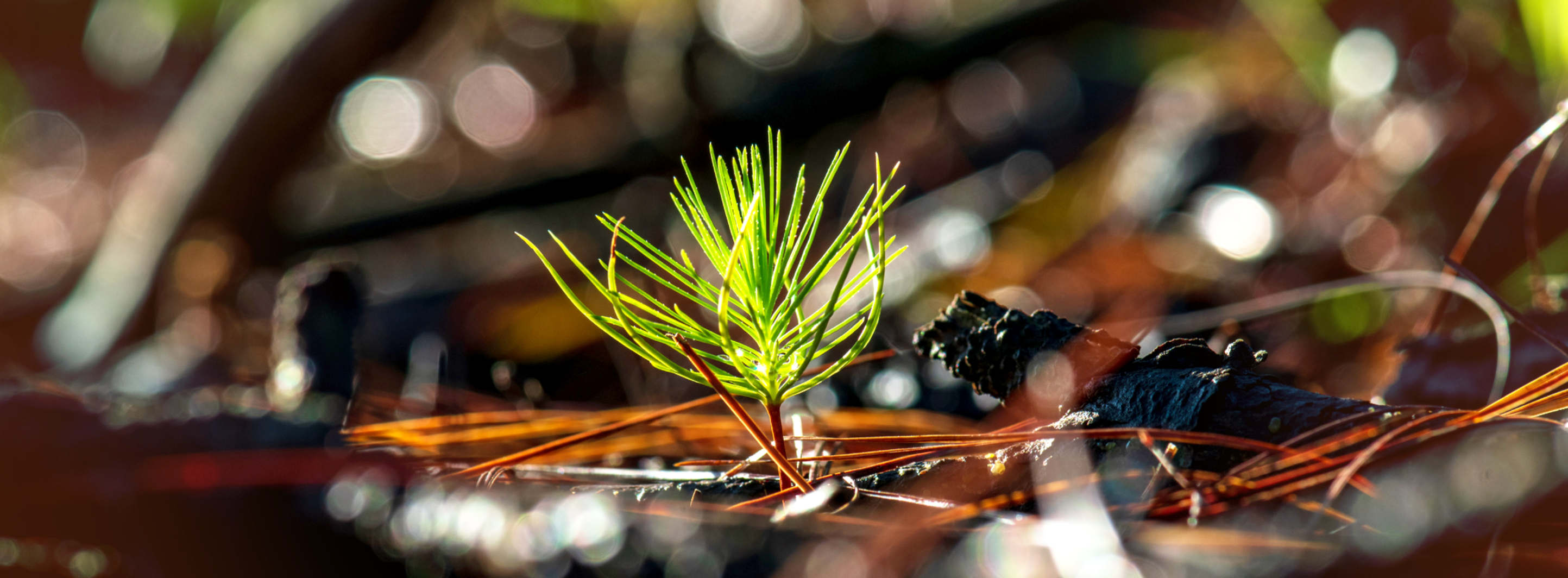 Seedling of a tree growing