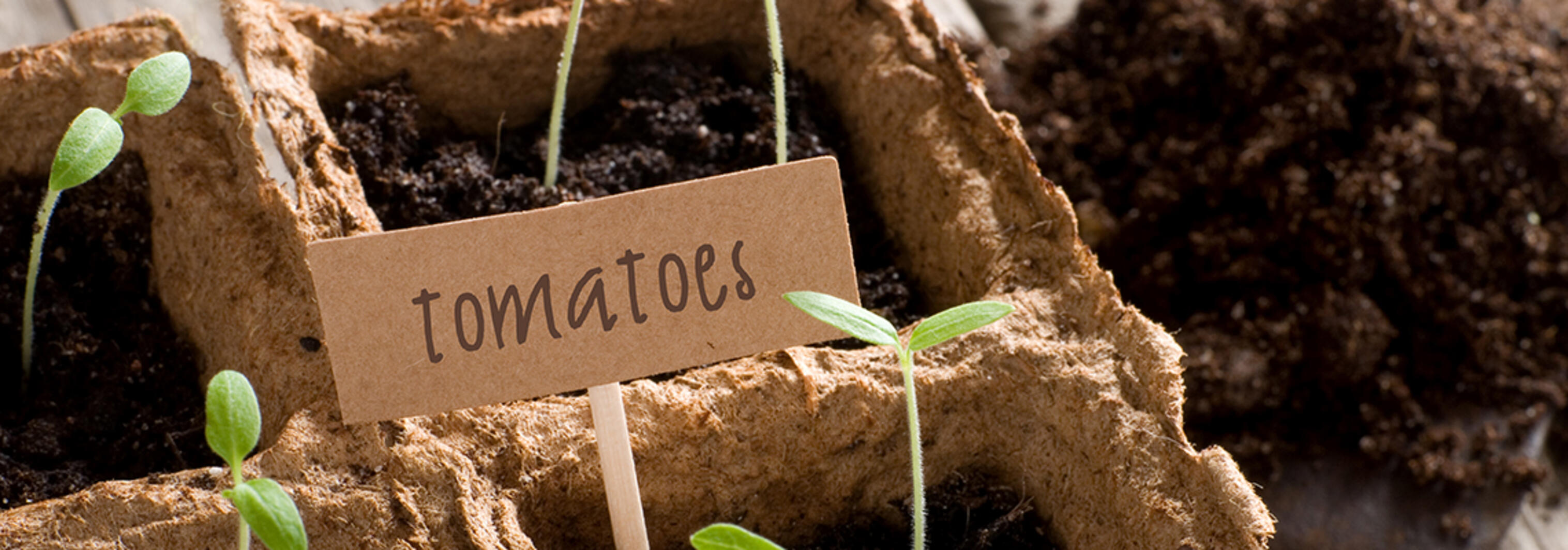 shutterstock_cardboard-garden1140x400 shutterstock_cardboard-garden1140x400