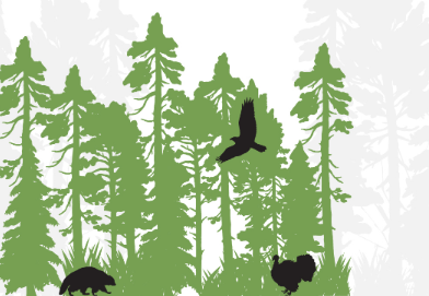 A animation of a thriving forest ecosystem