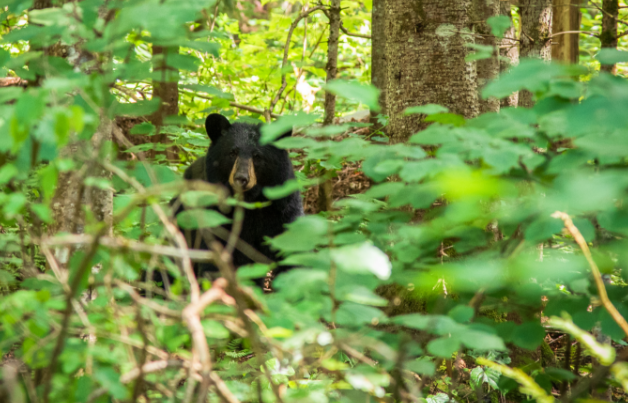 Creating Healthy Forests to Benefit Everyone