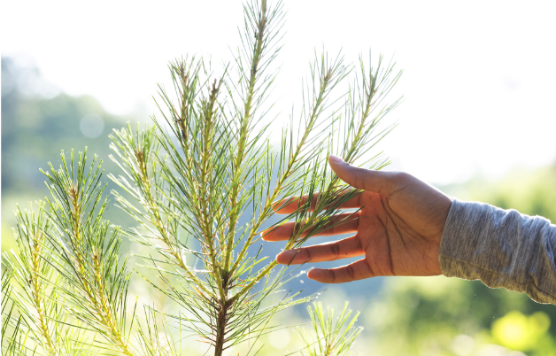 Planting Nearly Double the Trees That Are Used 