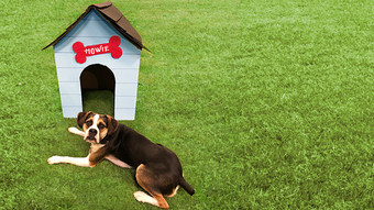 Dog with cardboard doghouse 