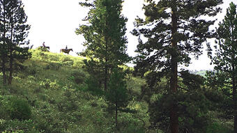 Horseback Riding in Forest