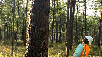 Man looking at tree