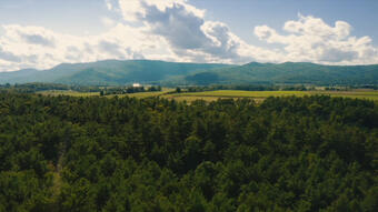 Ticonderoga Forest 
