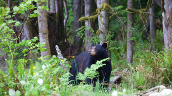 Black bear