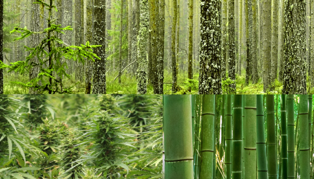 Bamboo, Hemp and Trees