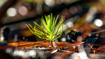 Seedling of a tree growing 