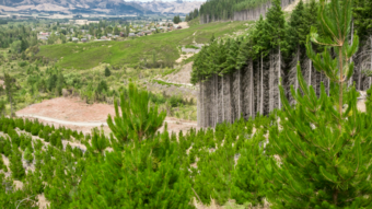 Overview of land that has been clearcut