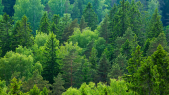 Forestry