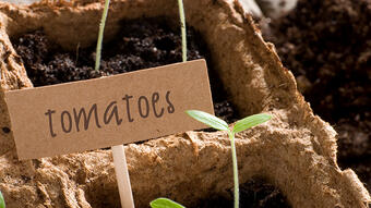 shutterstock_cardboard-garden1140x400