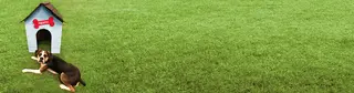Dog with cardboard doghouse