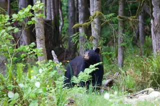 Black bear