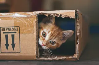 cat