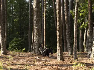 Reading in forest