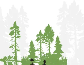 Stands of woods with fungi and moss species