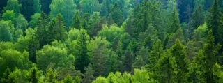 Forestry