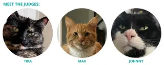 3 cats