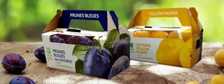 Niagara Fruit Paper-based Carriers