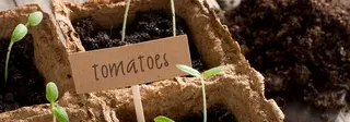 shutterstock_cardboard-garden1140x400 shutterstock_cardboard-garden1140x400
