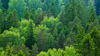 Forestry
